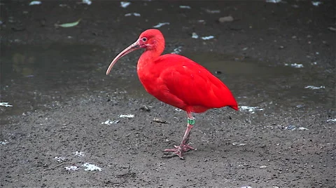 Exotic red bird Stock Footage 46518638