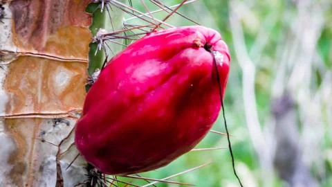 Exotic red cactus fruit, also known as dragon fruit or pitaya, ready for ha.. Stock Photos