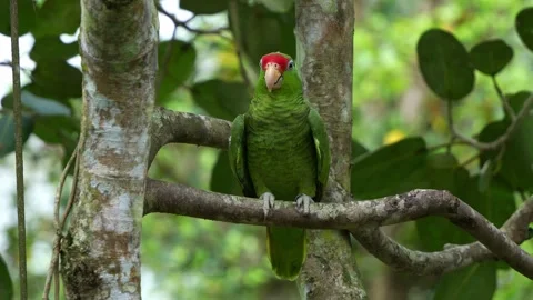 Exotic red-crowned amazon perched on tree branch amidst a forest, Video stock 269901702