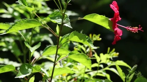 Exotic red flower on the bush Stock Footage 82064403