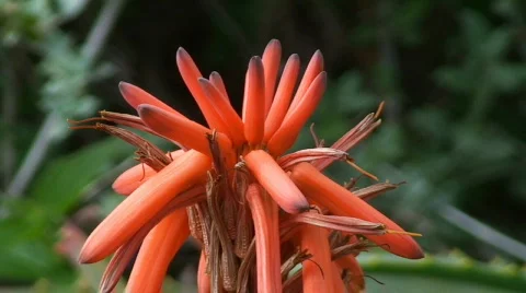 Exotic red flower Stock Footage 117305
