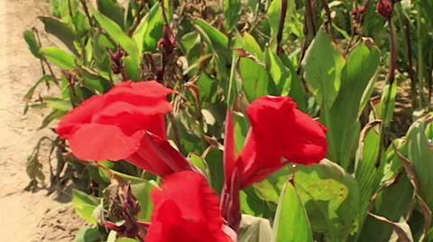 Exotic Red Flowers Blowing in Wind Stock Footage 47578676