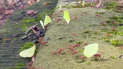 Exotic red leafcutter ants walking vertically and horizontally  on a wall Stock-Footage 320114297