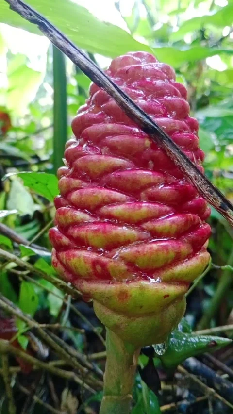 Exotic Red Pinecone Ginger Flower Blooming Outdoors Stock Footage 346860324