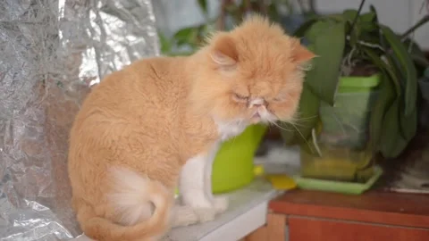 An exotic red &amp; white Persian cat sits on the windowsill against the background Stock Footage 159103753