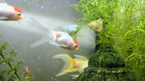 Exotic redhead oranda fish Stock Footage 291273922