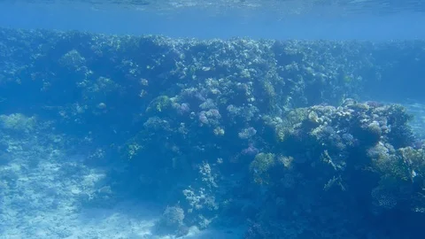 Exotic reef with small plants and shells on it in the Red Sea in Egypt Stock-Footage 102188183