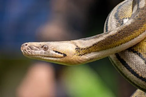 Exotic reticulated python with complex genetic mutations Stock Photos