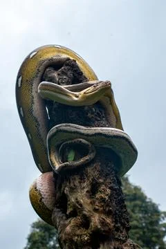 Exotic reticulated python Stock Photos