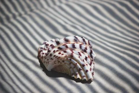 Exotic ribbed sea shell on sand with abstract striped shadows Stock Photos