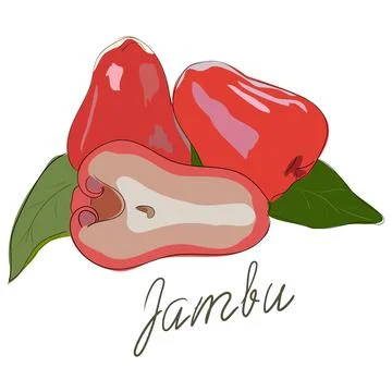 Exotic Ripe Fruit Vector Poster Javanese Apple Stock Illustration