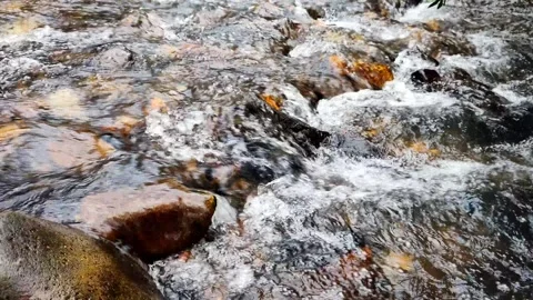 Exotic River Current in Deep Tropical Forest - High Quality Audio Stock Footage 327627921