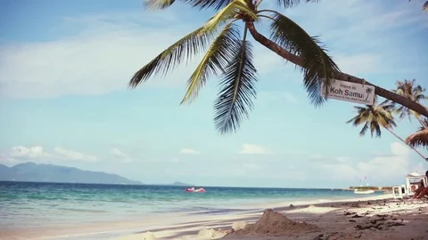 Exotic sandy beach and palm tree on sea coast at sunny day with blue sky Stock Footage 82248196