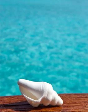 The exotic sea shell Foto stock