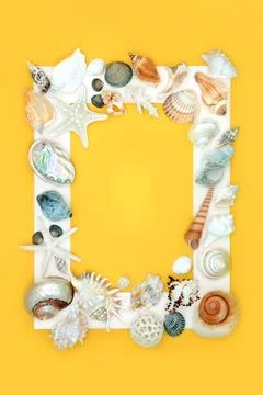 Exotic Seashell Background Border Frame Stock Photos