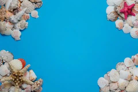 Exotic Seashell Decorative Composition Flat Lay Stock-Fotos