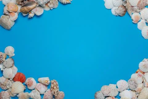 Exotic Seashell Decorative Composition Flat Lay Stock Photos