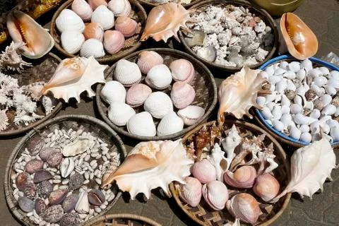 Exotic seashells Stock Photos