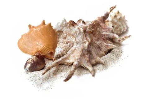 Exotic seashells on the sand Stock Photos