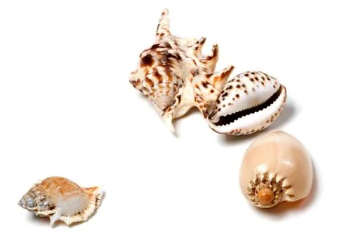 Exotic seashells on white Stock Photos