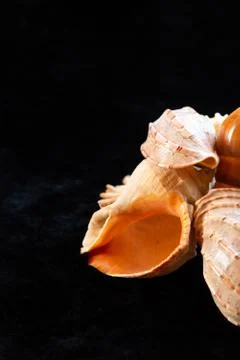 Exotic set sea shells base vertical photo on black background Stockfoto's