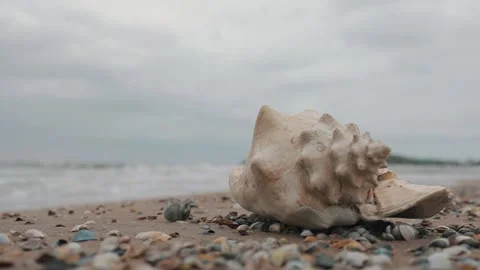 Exotic shell  Stock Footage 201307076