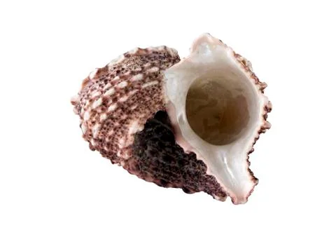 Exotic shellfish (clipping path) Stock Photos