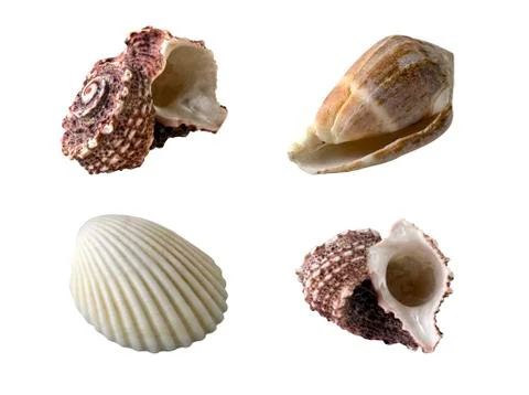Exotic shellfish (clipping path) Stock Photos