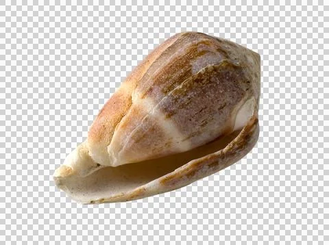 Exotic shellfish (clipping path) Stock Photos