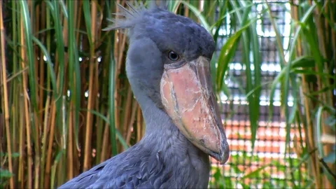 Exotic Shoebill looking in the camera Stock Footage 91376016