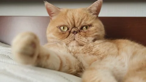 Exotic shorthair cat looking into camera Stock Footage