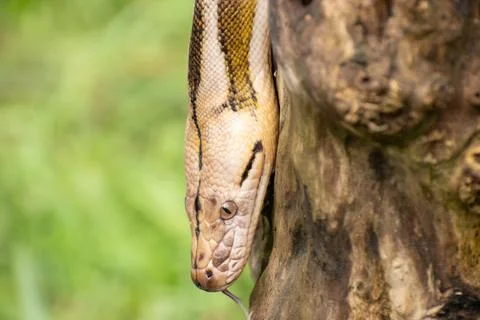 Exotic snake portrait of a reticulated python Stock Photos