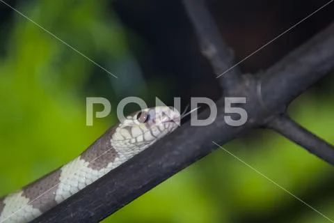 Exotic snake in the terrarium Stock Photos