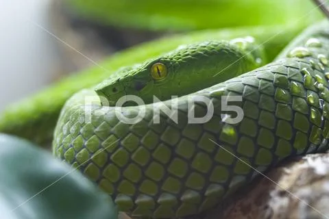 Exotic snake in the terrarium Stock Photos
