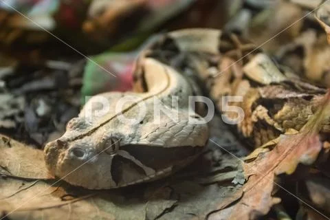 Exotic snake in the terrarium Stock Photos