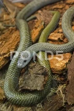 Exotic snake in the terrarium Stock Photos