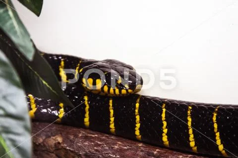 Exotic snake in the terrarium Stock Photos