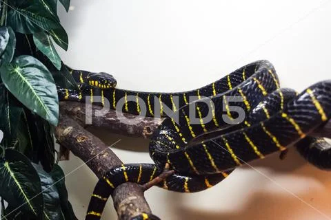 Exotic snake in the terrarium Stock Photos