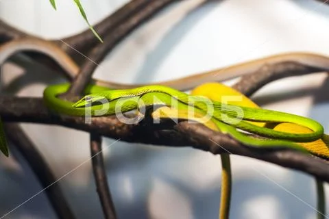 Exotic snake in the terrarium Stock Photos