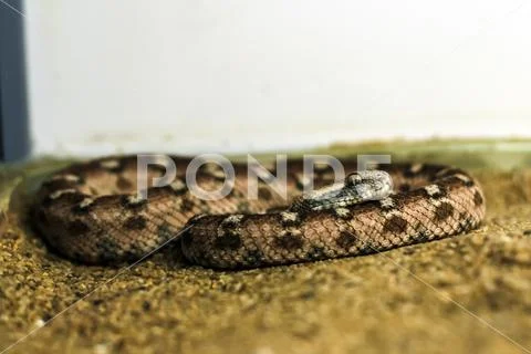 Exotic snake in the terrarium Stock Photos