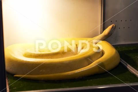 Exotic snake in the terrarium Stock Photos