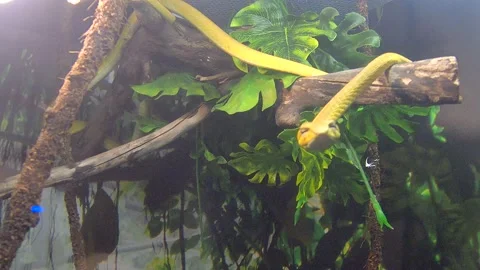 Exotic snakes. Stock Footage 163352311