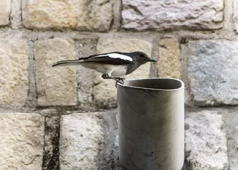 Exotic sparrow on a half cut pipe in front of stone wall Stock Photos