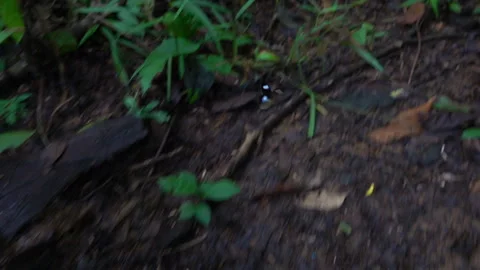 Exotic spotted butterfly flies down trail amazon rainforest unique POV Stock Footage 283632399