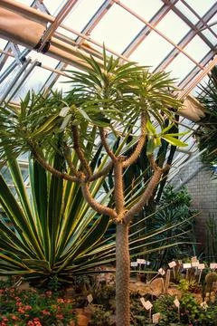 Exotic succulent tree with branching structure inside a greenhouse, Stock Photos