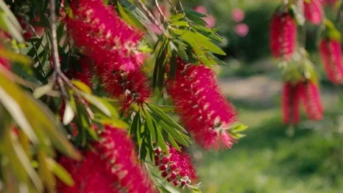 Exotic summer flower shaking with wind. Video stock 76562150