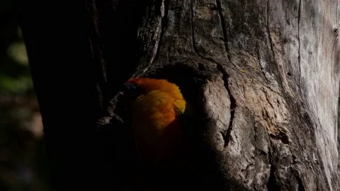 An exotic Sun Parakeet, Aratinga Solstitialis, bird back at its roost and 스톡 동영상 157743491