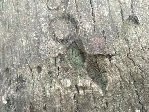 The exotic surface texture of the bark of a mature coconut tree Stock Photos