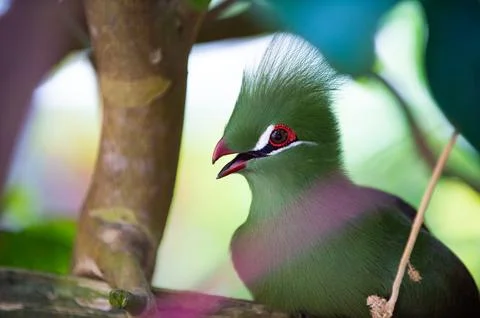 Exotic tauraco bird with beak in wildlife. exotic tauraco bird with green Stock Photos