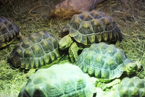 Exotic terrestrial turtle Stock Photos